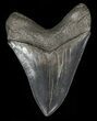 Serrated, Fossil Megalodon Tooth - Killer Tooth #57180-2